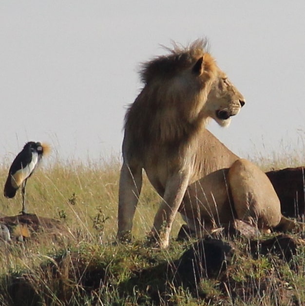Safari Kenya Masai Mara