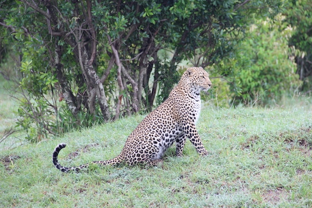 Buceo & Safari Selous