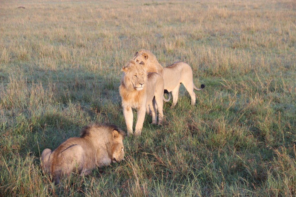 Tauchen & Safari Kenia