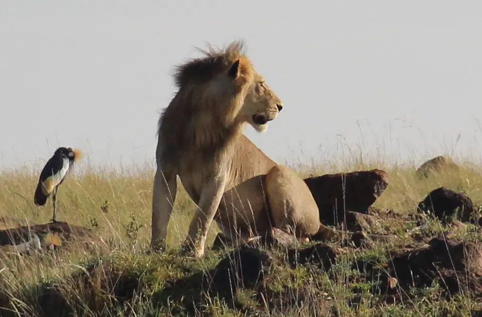 Spanish Lions Diving & Safaris