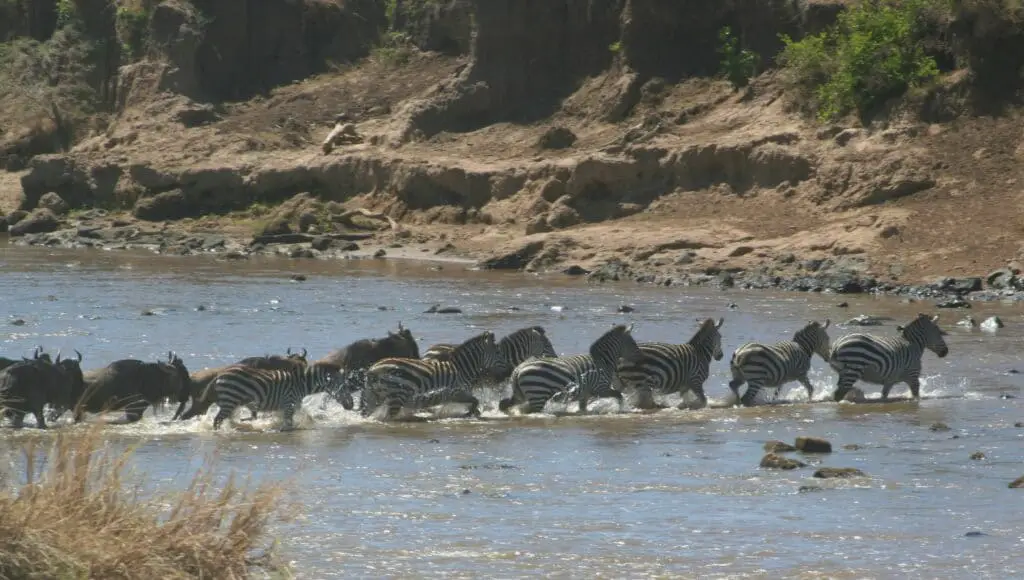 Fliegen - in Safari Serengeti