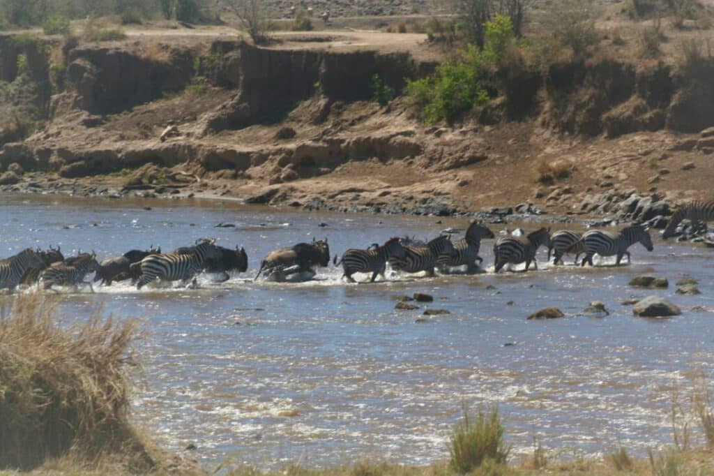 Voler - dans Safari Serengeti