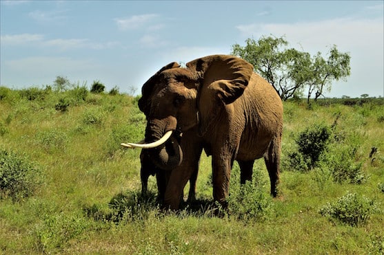 Tauchen & Safari Serengeti