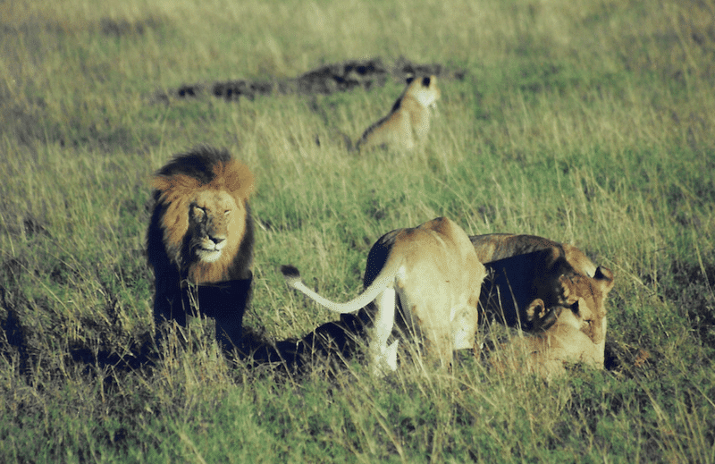 Northern Kenya safaris