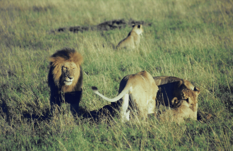 Spanish & Lions Custom Safaris