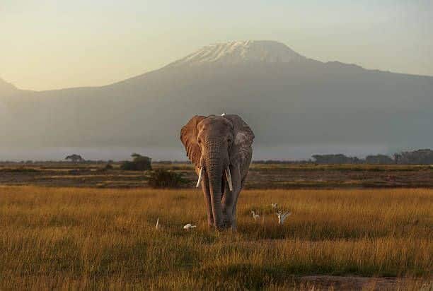 Tauchen & Safari Amboseli