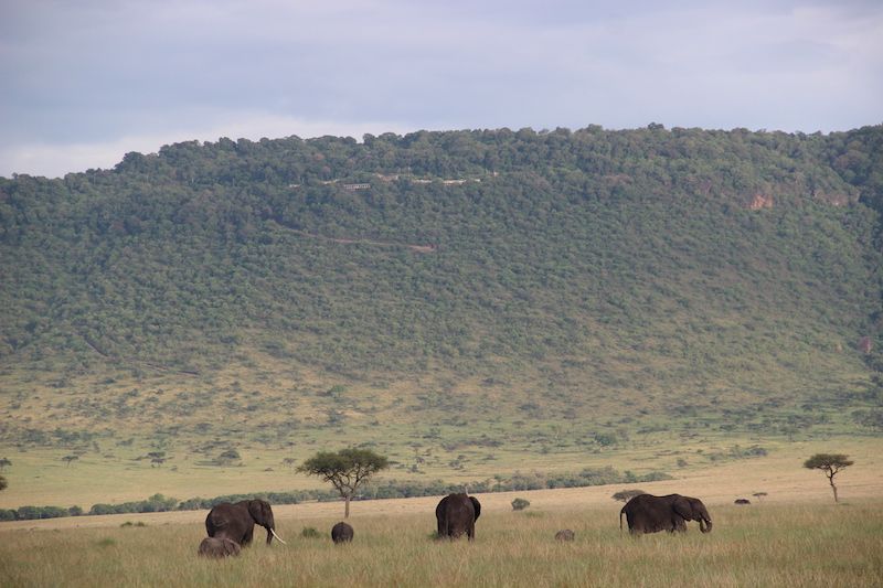 safari Masai Mara Serengeti