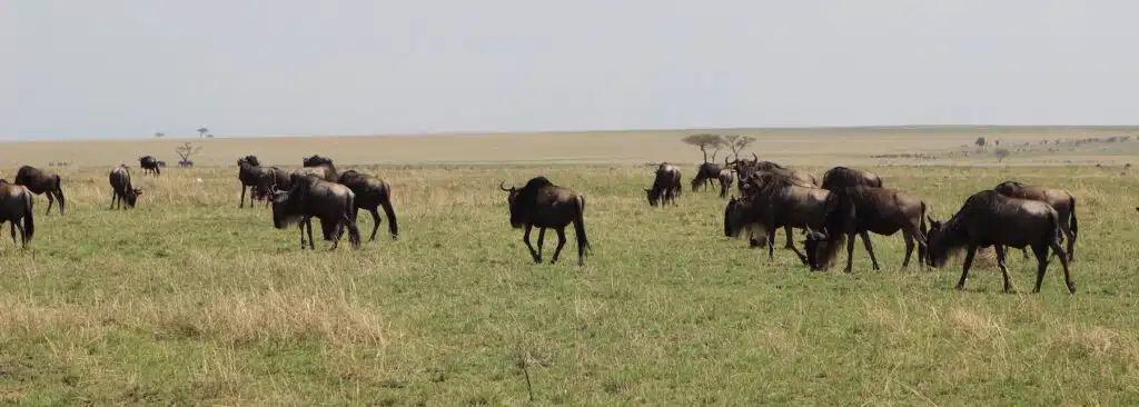 Diving & Safari Serengeti