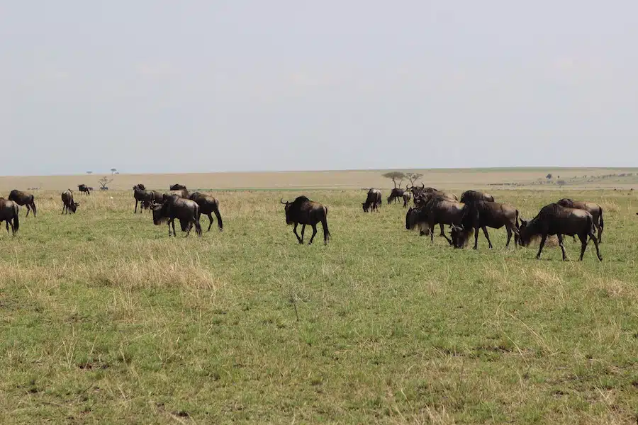 Plongée & Safari Serengeti