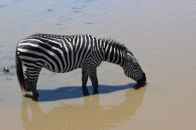 TAUCHEN & SAFARI SERENGETI FLIEGEN