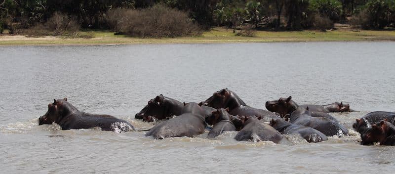 Safari en Avioneta Selous