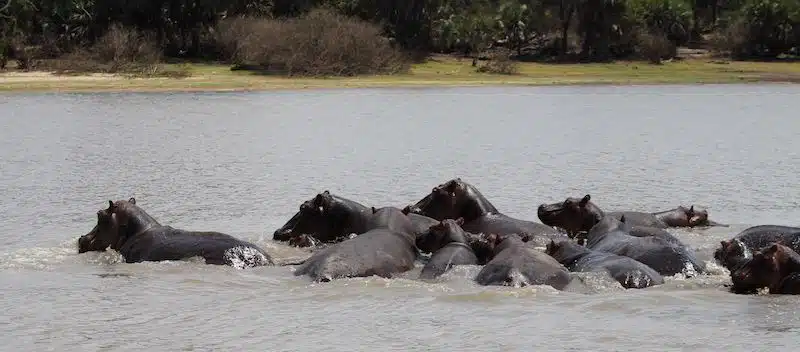 Fliegen – in Safari Selous