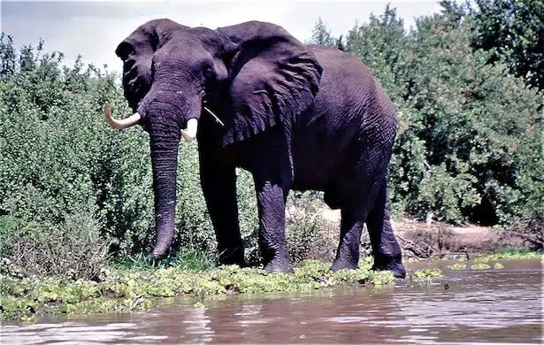 Shared Safaris