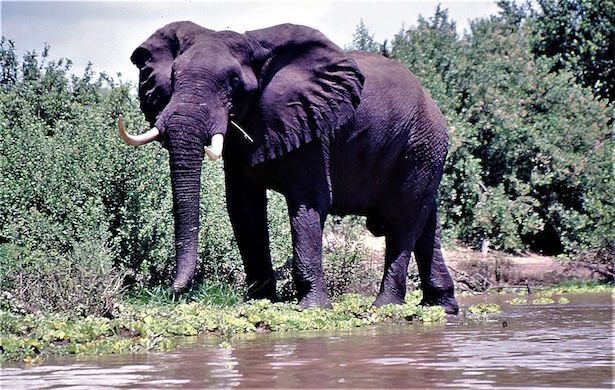 Safaris Compartidos