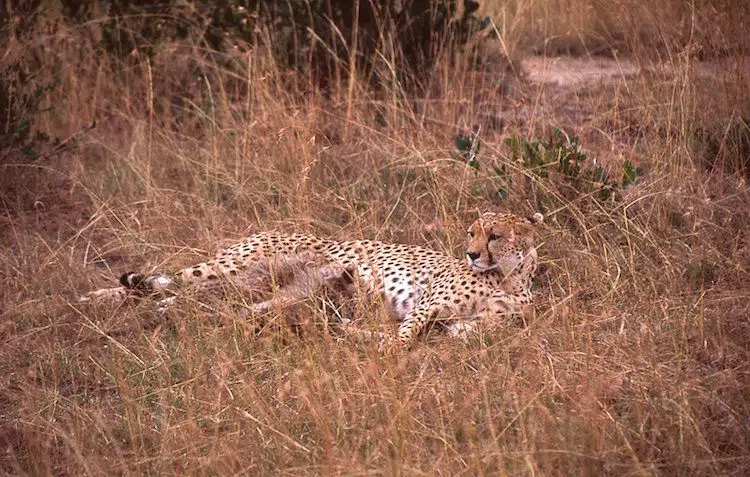 Tauchen & Safari Im Serengeti