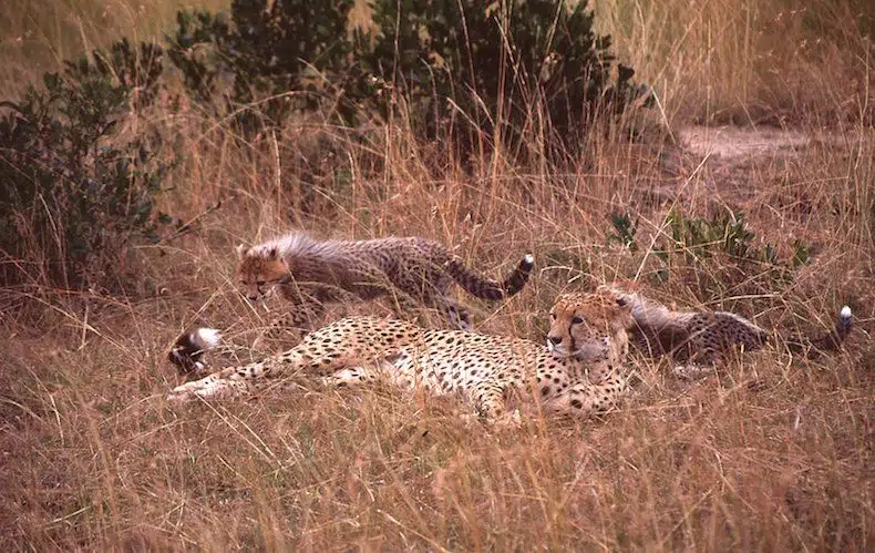 Safari Tarangire Serengeti Ngorongoro