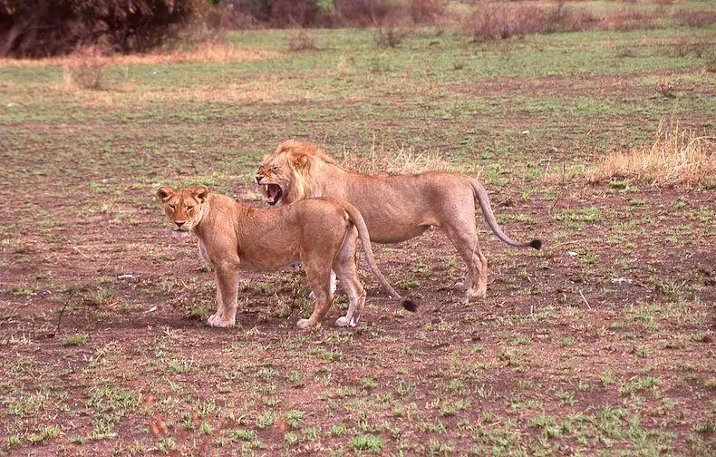 safari Masai Mara Serengeti