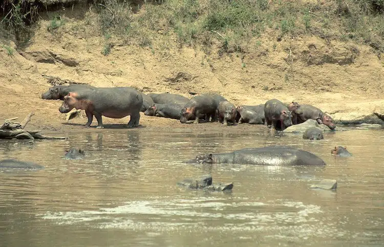 Buceo & Safari Selous