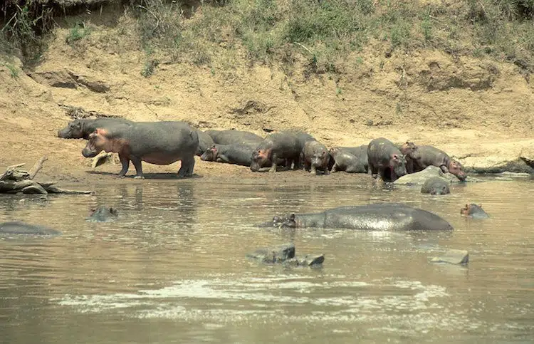 Diving & Safari Selous