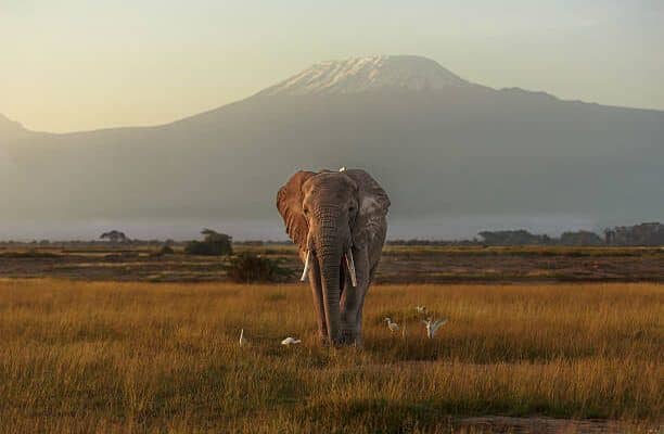 Kilimandscharo-Besteigung & Ngorongoro-Safari