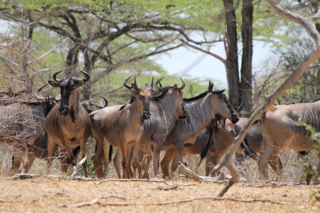 Safaris
