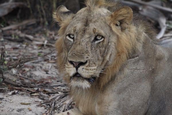 Buceo & Safaris Tanzania kenia