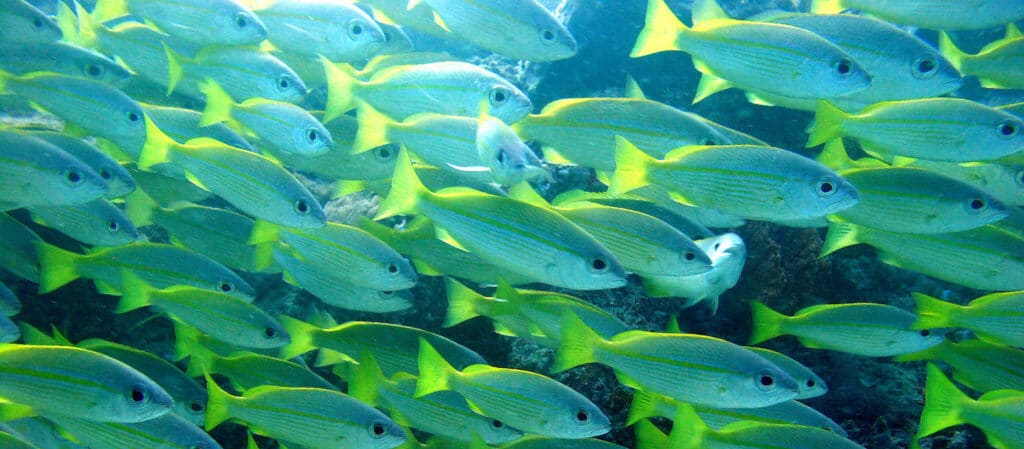 PLONGÉE À L'ÎLE DE MAFIA