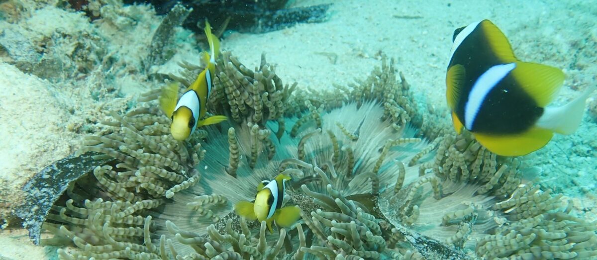 Diving Safaris