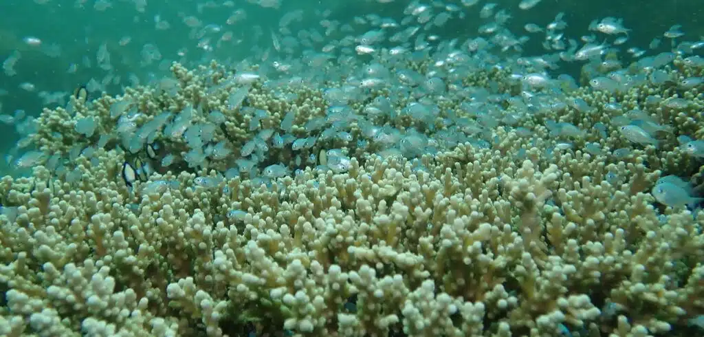 Diving Safaris 