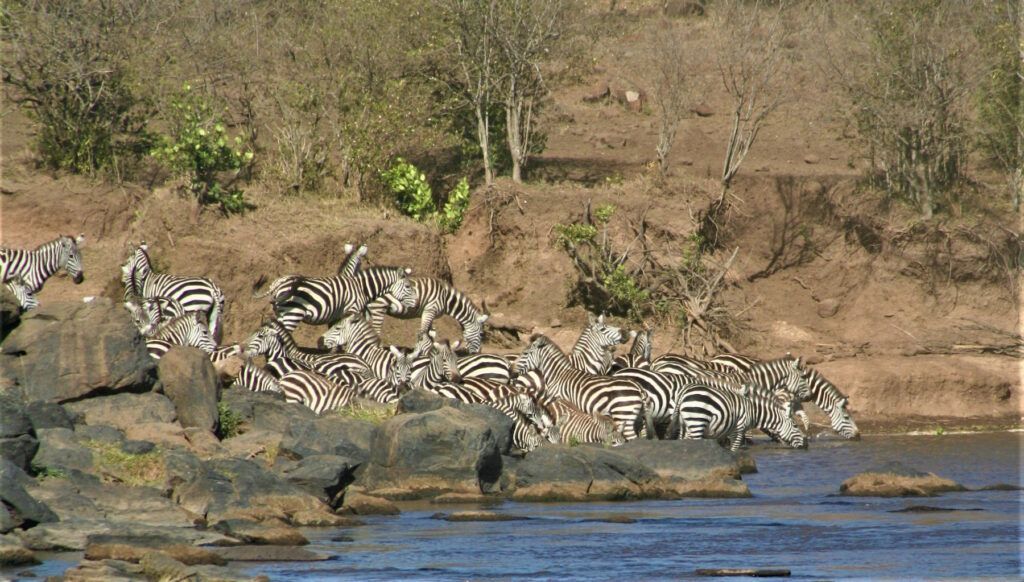 SAFARI ABERDARES NAKURU Y MASAI MARA