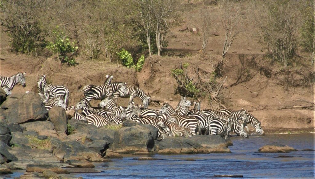 Safari Aberdares Nakuru and Masai Mara 