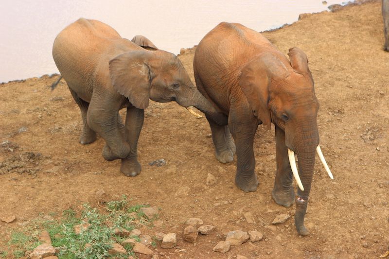 Safari Kenia Samburu Aberdares Amboseli