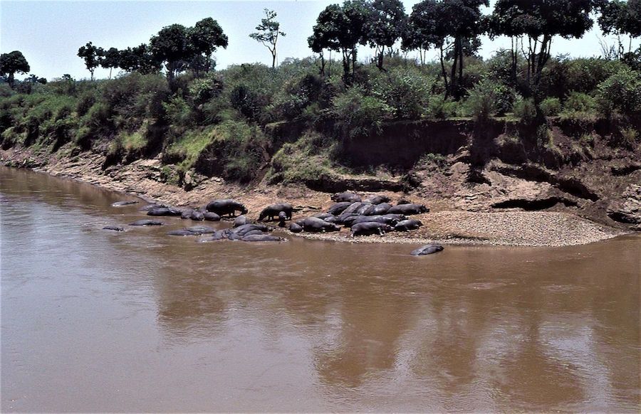 Plongée Zanzibar & Safari Amboseli