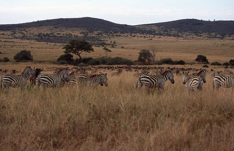 Fliegen – in Safari Masai Mara