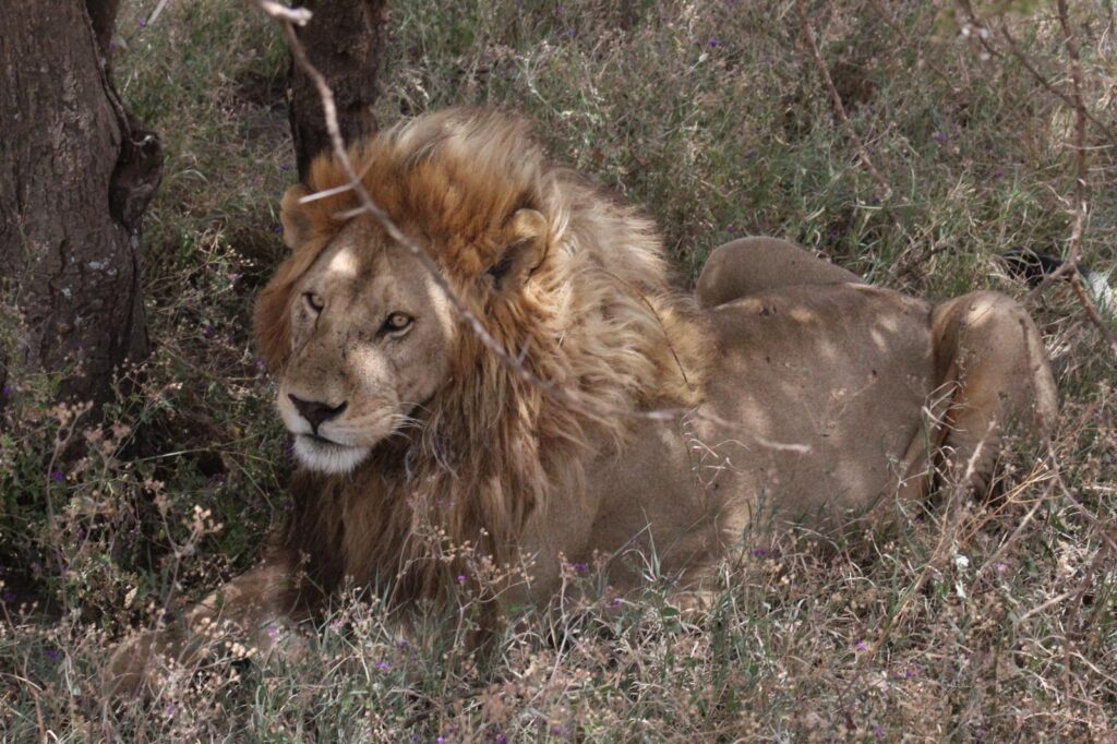 Migrationssafari in der Serengeti