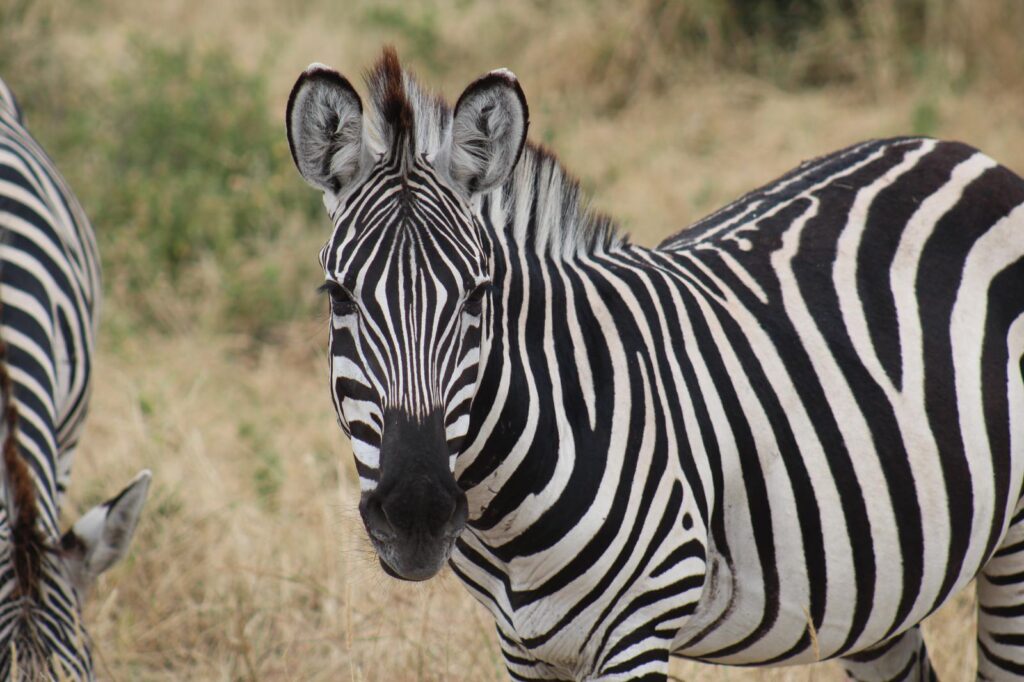 Buceo Zanzibar & Safari Serengeti