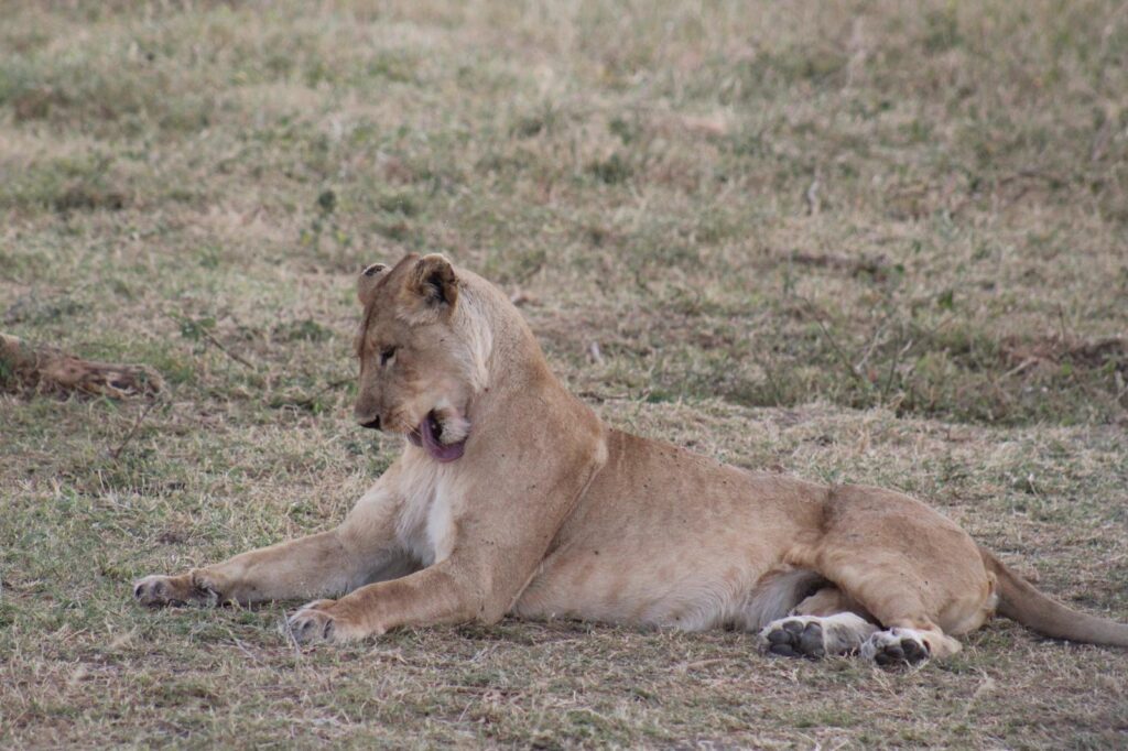 Safari Tarangire Serengeti Ngorongoro