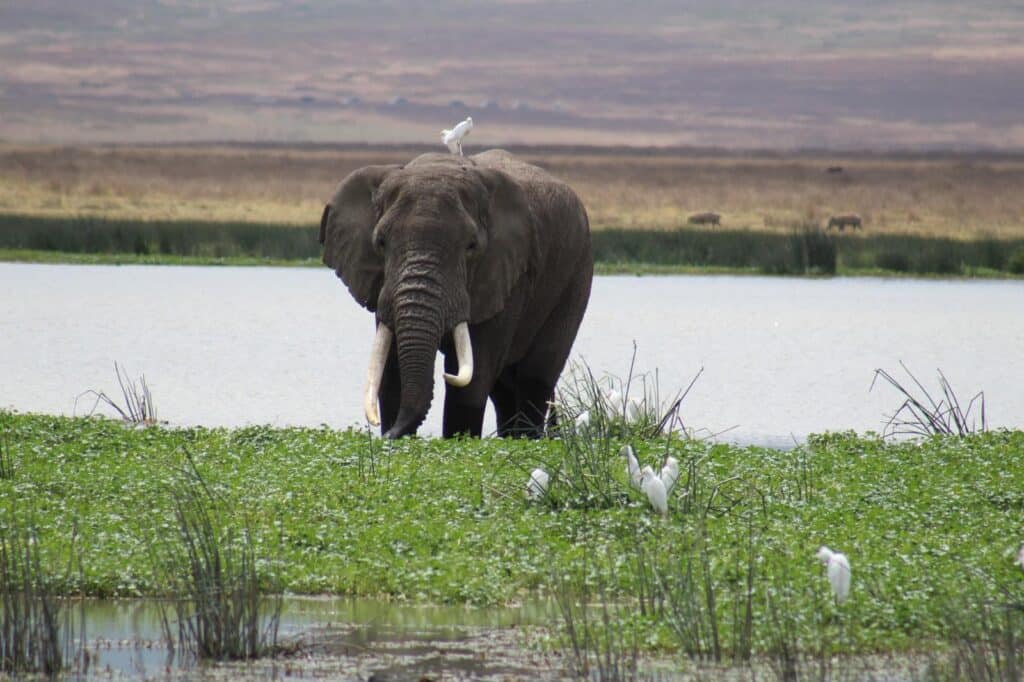 Diving Zanzibar & Safari Amboseli