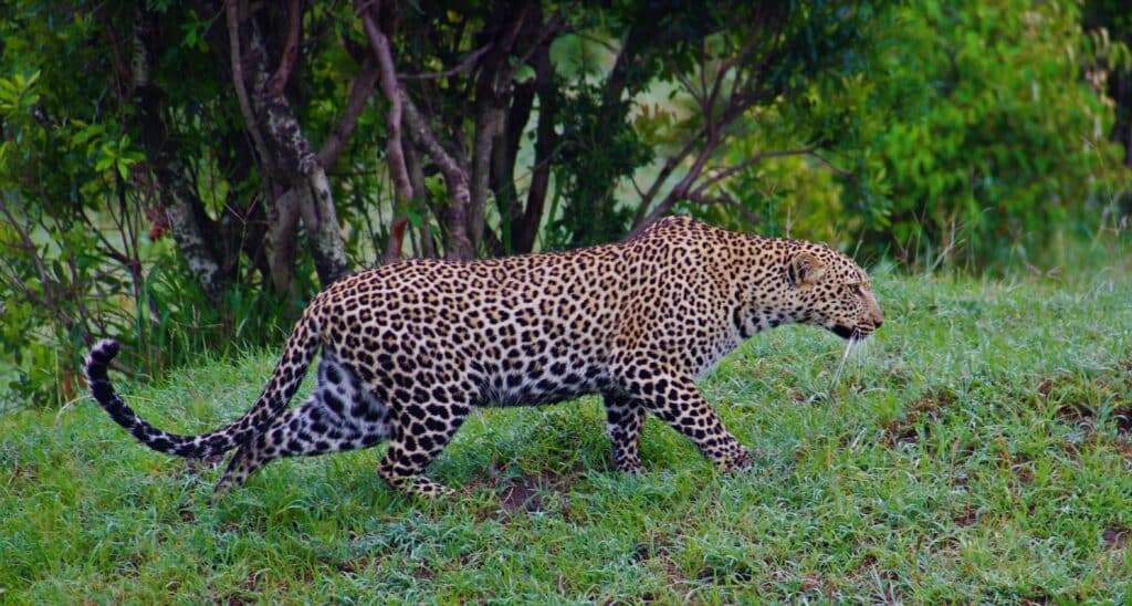 Kilimandscharo-Besteigung & Ngorongoro-Safari