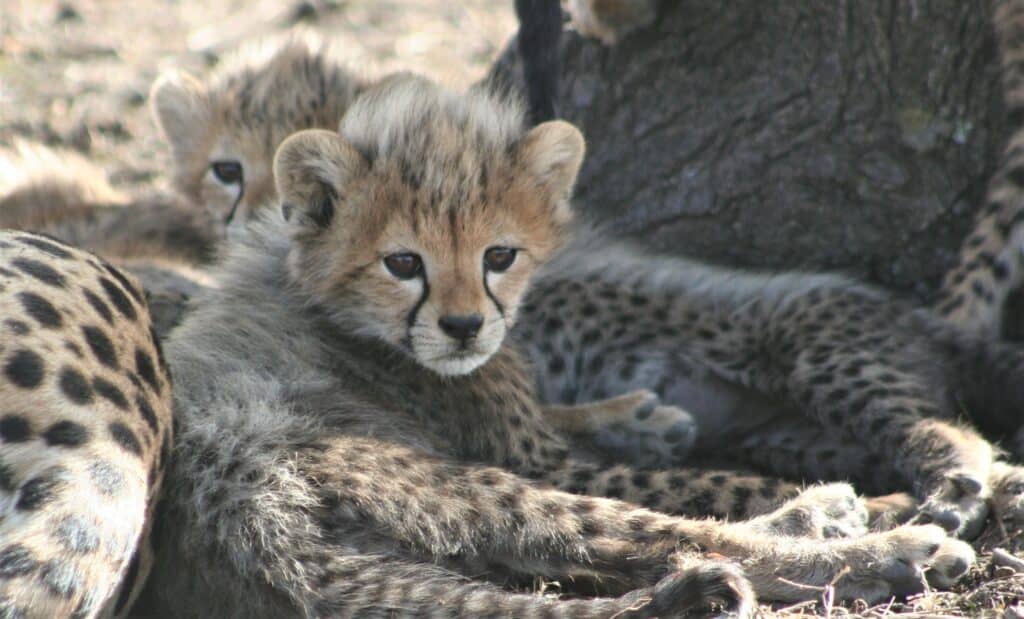 Geteilte Safaris Kenia Tansania