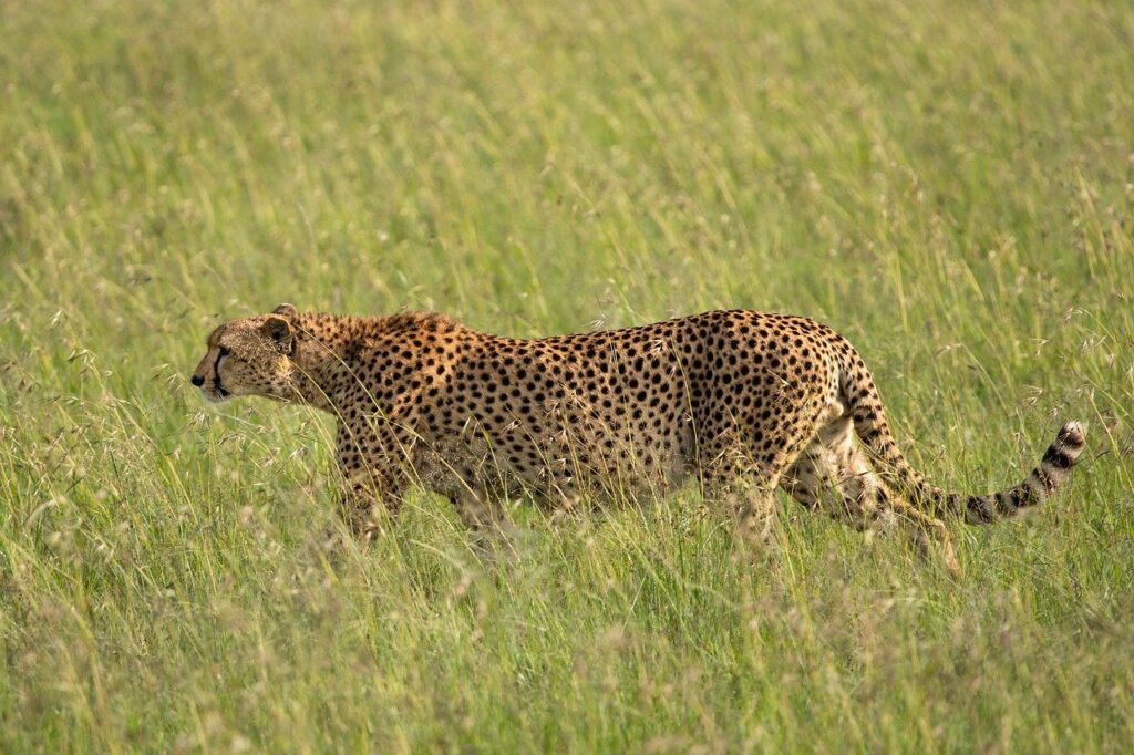 Diving Kenya & Safari Masai Mara
