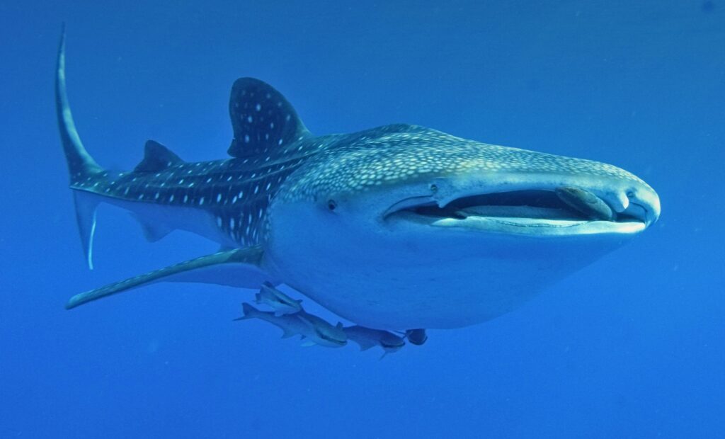 BUCEO & SAFARIS